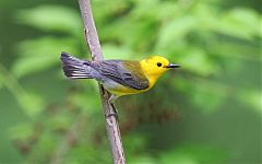 Prothonotary Warbler